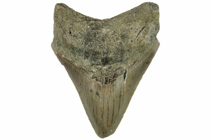 3.17" Fossil Megalodon Tooth - North Carolina